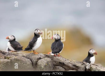 Très mignons les macareux de l'île de mai l'Ecosse Banque D'Images