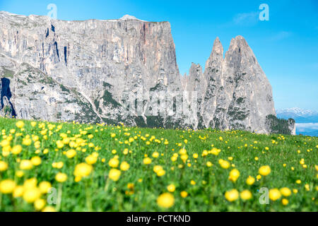 L'Europe, Italie, Bolzano, le Tyrol du Sud, à l'Alpe di Siusi - Alpe di Siusi, Dolomites, mount Sciliar jaune avec un tapis de fleurs en premier plan Banque D'Images