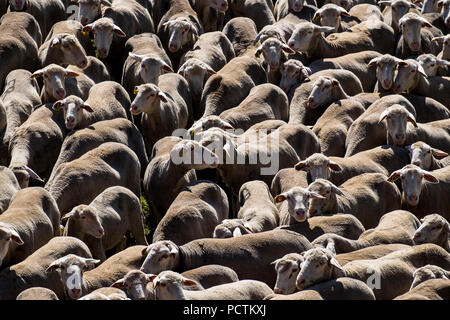 Troupeau de moutons traversant une route de transhumance à travers les champs de la province de Soria en Espagne Banque D'Images