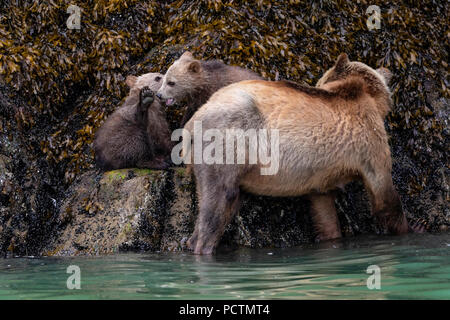 Grizzly bear sow avec ses deux oursons jouant le long de la basse tideline dans Knight Inlet, le territoire des Premières Nations, la forêt pluviale de Great Bear, en Colombie-Britannique, C Banque D'Images