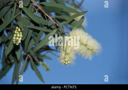 Callistemon salignus, Weeping Bottlebrush blanc Banque D'Images