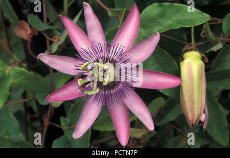 Passiflora caerulea, la passiflore bleue, couronne bleue la passiflore ou fleur de la passion commune Banque D'Images