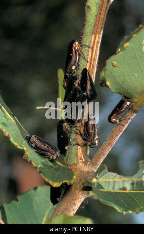 La cicadelle a est le nom commun de toutes les espèces de la famille des Cicadellidae présentée ici sur l'arbre d'eucalyptus, de l'Australie Banque D'Images