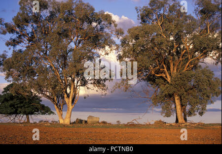GRANDS ARBRES À GOMME (EUCALYPTUS) SUR DES TERRES AGRICOLES PRÈS DE LA VILLE DE MANILDRA DANS LE PAYS DE CABONNE, NEW SOUTH WALES, AUSTRALIE. Banque D'Images
