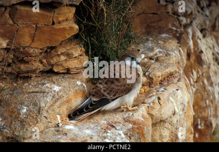 JUVENILE NANKEEN crécerelle (Falco CENCHROIDES) perché sur ROCHE, NULLARBOR, AUSTRALIE OCCIDENTALE. Banque D'Images