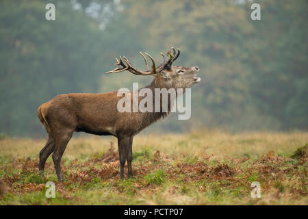 Red Deer; Cervus elaphus Single; Stag Roaring; Royaume-Uni Banque D'Images