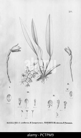 Flora brasiliensis, enumeratio plantarum à Brasilia hactenus detectarum Monachii et Lipsiae [Munich & ; Leipzig] : R. Oldenbourg ; 1840-1906. Banque D'Images