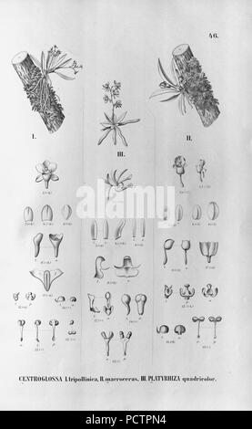 Flora brasiliensis, enumeratio plantarum à Brasilia hactenus detectarum Monachii et Lipsiae [Munich & ; Leipzig] : R. Oldenbourg ; 1840-1906. Banque D'Images