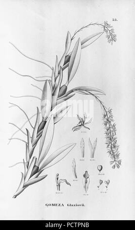 Flora brasiliensis, enumeratio plantarum à Brasilia hactenus detectarum Monachii et Lipsiae [Munich & ; Leipzig] : R. Oldenbourg ; 1840-1906. Banque D'Images