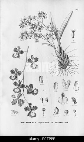 Flora brasiliensis, enumeratio plantarum à Brasilia hactenus detectarum Monachii et Lipsiae [Munich & ; Leipzig] : R. Oldenbourg ; 1840-1906. Banque D'Images