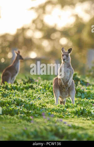 Le kangourou gris (Macropus giganteus), prairie, debout, Victoria, Australie, Océanie Banque D'Images