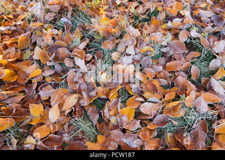 Feuilles de hêtre avec de la gelée blanche sur la prairie, la traite, la Haute-Bavière, Bavière, Allemagne