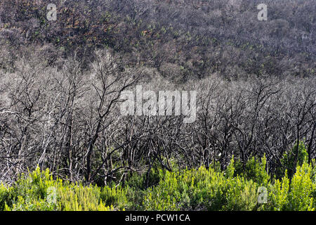 Forêt de lauriers brûlées, trois ans après l'incendie de forêt, le Parc National de Garajonay, La Gomera, Îles Canaries, Espagne Banque D'Images