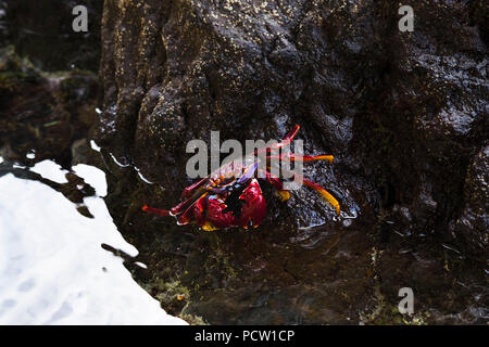 Rouge de l'Atlantique, le crabe nordique (Grapsus adscensionis), La Gomera, Îles Canaries, Espagne Banque D'Images