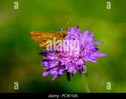 Grand skipper (Ochlodes sylvanus, Ochlodes venata), Field Scabious Flower (Knautia arvensis), réserve naturelle Isarauen, Haute-Bavière, Bavière, Allemagne Banque D'Images