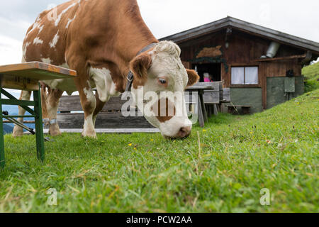 Autriche, Tyrol, Alpbach valley, le pâturage à l'Ausserhauseralm la vache. Banque D'Images