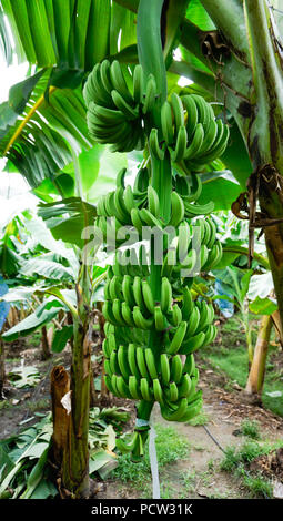 Champ de banane et de fleurs Bouquets Banque D'Images