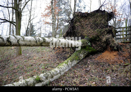 Tempête de verglas de Friederike' ont balayé la Saxe à gauche de la force de l'ouragan la chute d'arbres et de nombreux dommages Banque D'Images