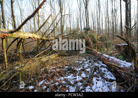 Sturm 'Friederike' balayé la Saxe à la fin de janvier 2018 dans la force d'un ouragan et gauche de lourds dégâts dans les forêts de Saxe à travers les arbres tombés Banque D'Images