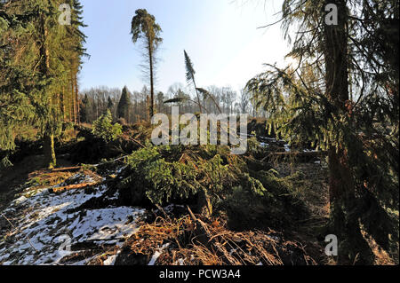 Sturm 'Friederike' balayé la Saxe à la fin de janvier 2018 dans la force d'un ouragan et gauche de lourds dégâts dans les forêts de Saxe à travers les arbres tombés Banque D'Images