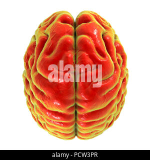 Cerveau humain, vu de dessus, l'illustration de l'ordinateur. Banque D'Images