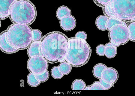 Moraxella (Branhamella) catarrhalis bactéries, illustration de l'ordinateur. Ces sont aérobies, cocci à Gram négatif (bactéries sphériques) qui sont généralement trouvés dans les muqueuses des voies respiratoires de mammifères, y compris l'homme. Chez les sujets immunodéprimés, ou de manière opportuniste, ils peuvent causer des infections des voies respiratoires. Il s'agit notamment de la sinusite, une inflammation des muqueuses des sinus. Cela peut aussi mener à une otite moyenne, une infection de l'oreille moyenne. Le traitement est avec des antibiotiques. Banque D'Images