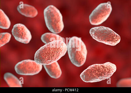 Illustration de l'ordinateur, en forme de tige, Yersinia pseudotuberculosis bactérie à Gram négatif (entérobactéries), et l'agent causal de l'Extrême-Orient scarlet-comme la fièvre chez l'homme. Par des symptômes il est similaire à l'infection causée par Yersinia enterocolitica (fièvre et douleur abdominale du côté droit), mais elle est souvent absente. Banque D'Images