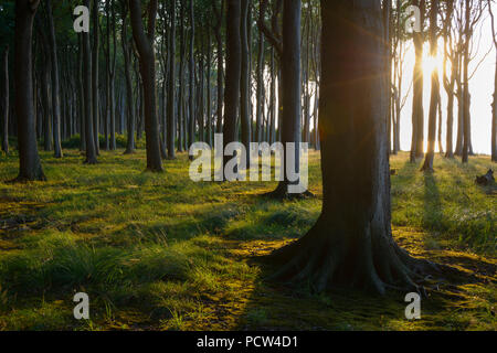 Forêt de hêtres au coucher du soleil, la forêt des fantômes (Gespensterwald), Nienhagen, mer Baltique, Bade-Wurtemberg, Rhénanie-Palatinat, Allemagne Banque D'Images