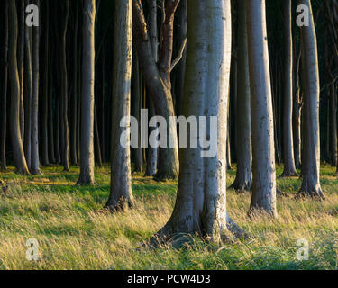 Forêt de hêtres au coucher du soleil, la forêt des fantômes (Gespensterwald), Nienhagen, mer Baltique, Bade-Wurtemberg, Rhénanie-Palatinat, Allemagne Banque D'Images