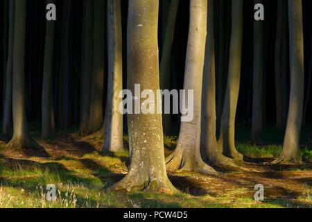 Forêt de hêtres au coucher du soleil, la forêt des fantômes (Gespensterwald), Nienhagen, mer Baltique, Bade-Wurtemberg, Rhénanie-Palatinat, Allemagne Banque D'Images