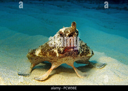 (Ogcocephalus nasutus platax à museau court), Bonaire, Antilles néerlandaises Banque D'Images