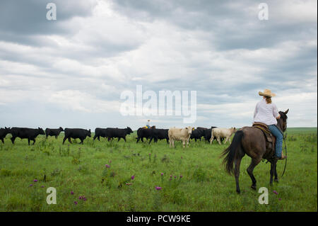 Vue panoramique de cowboy et cowgirl arrondi sur un ranch de bétail, Flint Hills, Kansas, États-Unis Banque D'Images