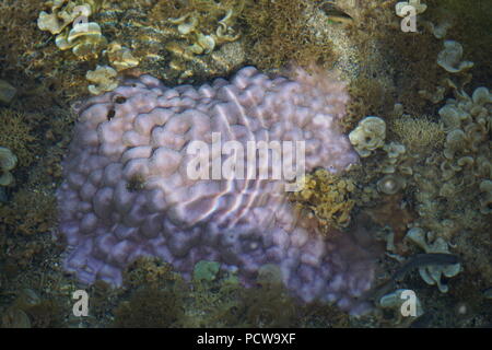 Coraux violet montrant à travers l'eau claire d'un bassin de l'océan sur l'île de La Réunion, France Banque D'Images