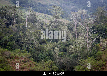 Critique de grove restant endanged Cèdre Mulanje Widdringtonia whytei,,, mont Mulanje, District Sud, au Malawi. Banque D'Images