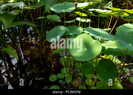 Water Lilly et la végétation de la forêt tropicale dans une serre à Genève Conservatoire et Jardin Botanique, Genève, Canton de Genève, Suisse. Banque D'Images