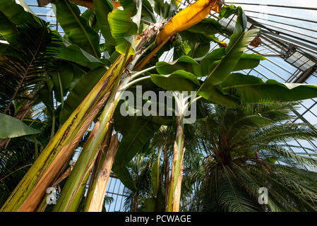 La végétation de la forêt tropicale, des palmiers et une végétation luxuriante, dans une serre du Jardin botanique de Genève, Genève, le Canton de Genève, Suisse Banque D'Images