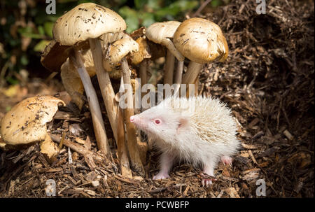 Les Hérissons, Wild, Européen, rare, hérisson albinos blanc pur avec les épines et les yeux roses près toadstools. Erinaceus europaeus. L'horizontale Banque D'Images