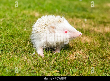 Hedgehog, sauvage, indigène, hérisson européen sur l'herbe verte pelouse face à l'avant. Erinaceus europaeus. L'horizontale. Banque D'Images