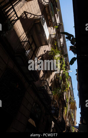 Plantes sur les balcons dans une rue étroite dans le Barri Gotic, le quartier gothique, Barcelone, Espagne Banque D'Images