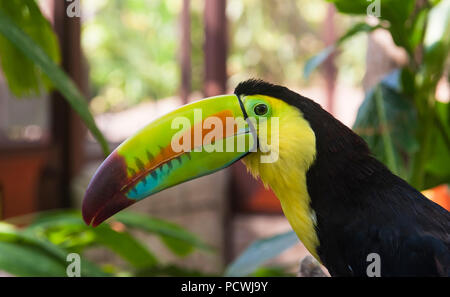 Gros plan du toucan à carène colorée dans un jardin Banque D'Images