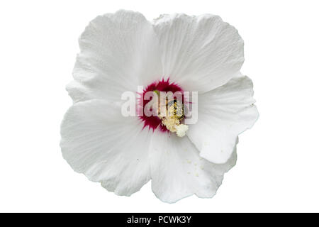 République ketmia rose de Sharon 'Red Heart' fleur blanche avec Bumblebee. Banque D'Images