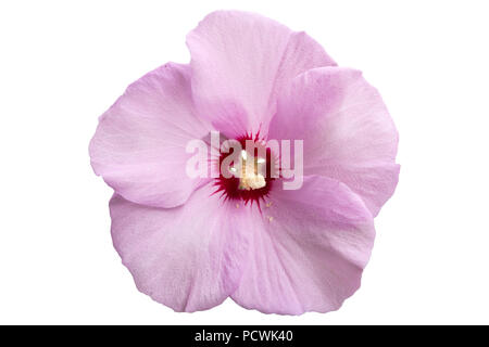 République ketmia rose pâle avec une profonde au centre rouge rose de Sharon 'Hamabo' Fleur isolé sur blanc. Banque D'Images