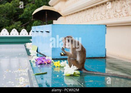 Singe mange des fleurs au temple d'or de Dambulla, Sri Lanka. Banque D'Images