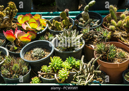 Fleurs de cactus dans une poterie à Ella. Le Sri lanka. Banque D'Images