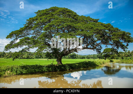 Magnifique paysage de la province d'Uva au Sri Lanka. Banque D'Images