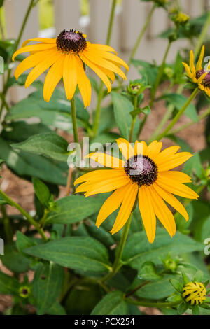 Black-eyed Susan flower Banque D'Images