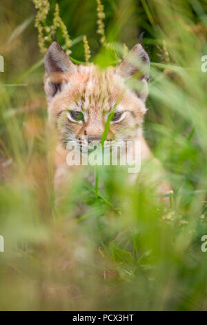 Jolies jeunes lynx cub assis dans l'herbe Banque D'Images