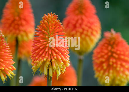 Red Hot Poker ; fleurs ; Îles Scilly ; UK Banque D'Images