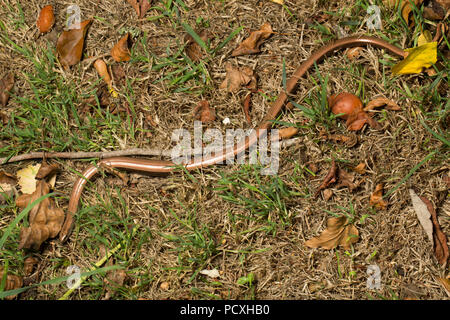 Une lente-ver, Anguis fragilis, photographié de nuit au cours de l'UK 2018 temps chaud sur une pelouse dans un jardin sec dans le Lancashire North West England UK GB. T Banque D'Images