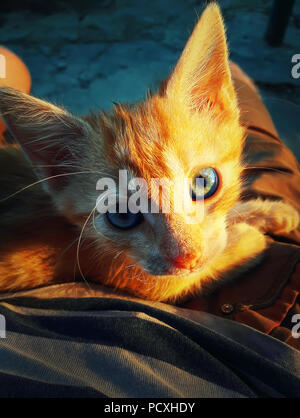 Vue rapprochée d'un mignon petit chat orange couché sur les genoux de son propriétaire. Belle vue de chaton. Banque D'Images